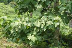 Acer sterculiaceum